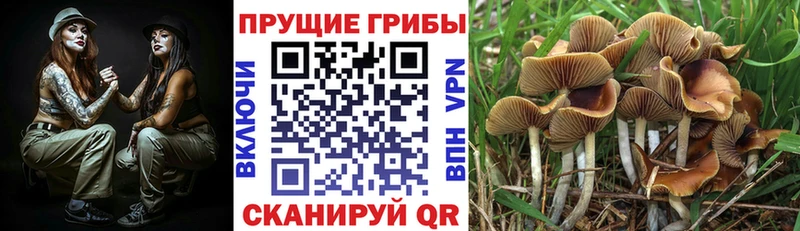 Галлюциногенные грибы ЛСД  Лосино-Петровский 